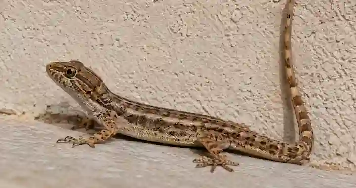 Lizard Control Solutions