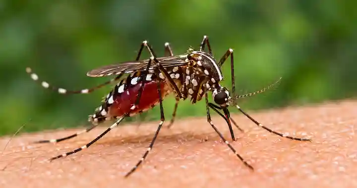 Mosquito Control​