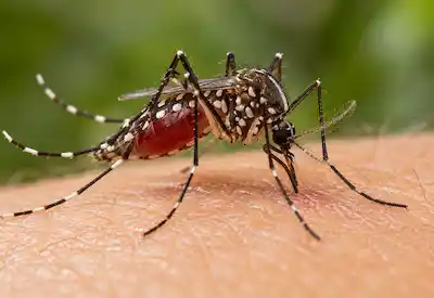 Mosquito Control​