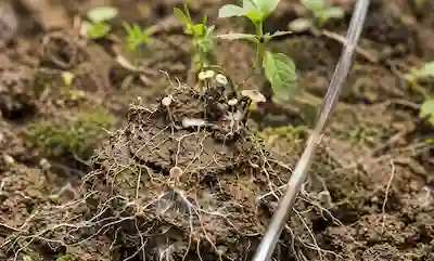 Foundation & Soil