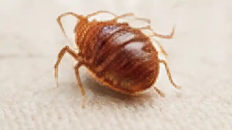 Bed Bug Control