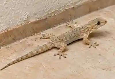 Lizard Control​