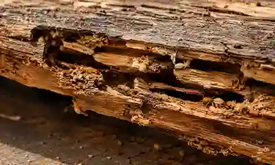 Wooden Beams